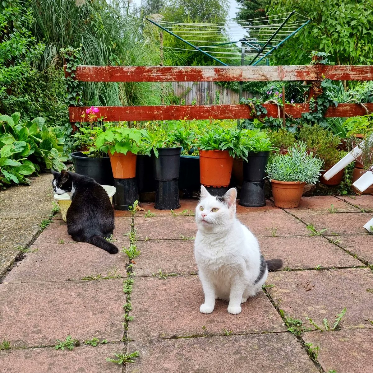 ScaredyCatCW's tweet photo. Me and #MissKaarlo were doing a bit of #catadmin in-between the showers 🌦🌧😺 ... I have a mystery lump on my leg, the vet took a sample from it on Monday so just waiting for the results ... It doesn't hurt at all so hoping it's something benign 🤞#Cat #Scaredy #CatsOfTwitter https://t.co/o6dt7PtiWF