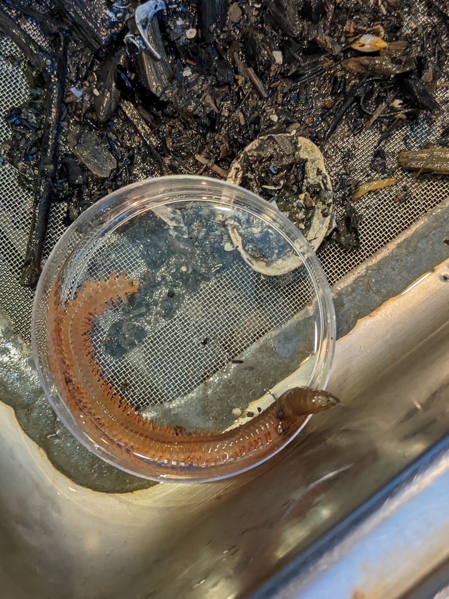 biologicabc's tweet photo. This week we helped out with #fcbioblitz. We had a blast working with @HakaiInstitute to collect subtidal samples &amp; identify invertebrates. The organisms we found will be shared on iNaturalist &amp; the data will be used as a baseline to study changes in the False Creek ecosystem. https://t.co/iNfQOrjqtF
