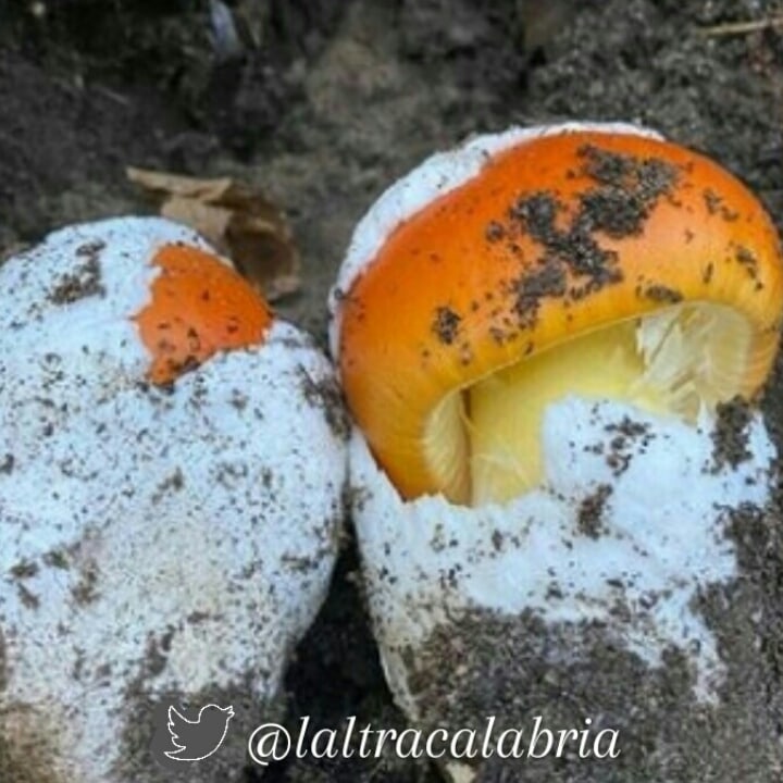 laltracalabria's tweet photo. Meraviglie della #natura: il pregiato #ovulo rosso (nome scientifico: #Amanita Cæsarea) molto presente e ricercato nelle #Preserre catanzaresi. Eccellente sia nel sugo che crudo in insalata con #acetobalsamico o in carpaccio con #limone, #olio e scaglie di #parmigiano. 🍄 #Funghi https://t.co/VPYIkCij33