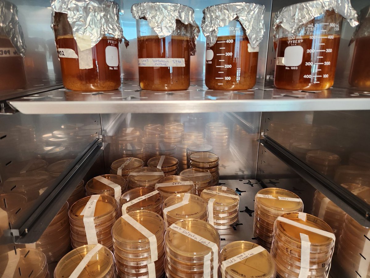It's Fall, which means the return of Food Micro <a href="/sacstate/">Sacramento State</a>. In their first experiments students are investigating microbial community ecology in kombucha and local <a href="/NicasioCheese/">Nicasio Valley Cheese Company</a> 🧀. Inspiration taken from the work of <a href="/LupoLabs/">Benjamin Wolfe</a>. 🧪