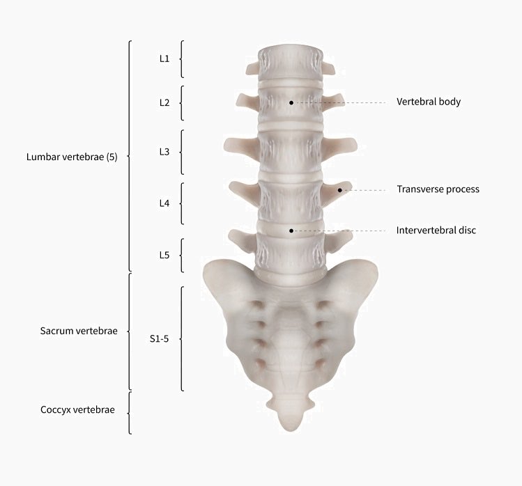 It's a common misconception that tech ladder names, such as L4, are short for "Level 4". It's actually an indication of how deep in your lumbar vertebrae the back pain is from years of sitting
