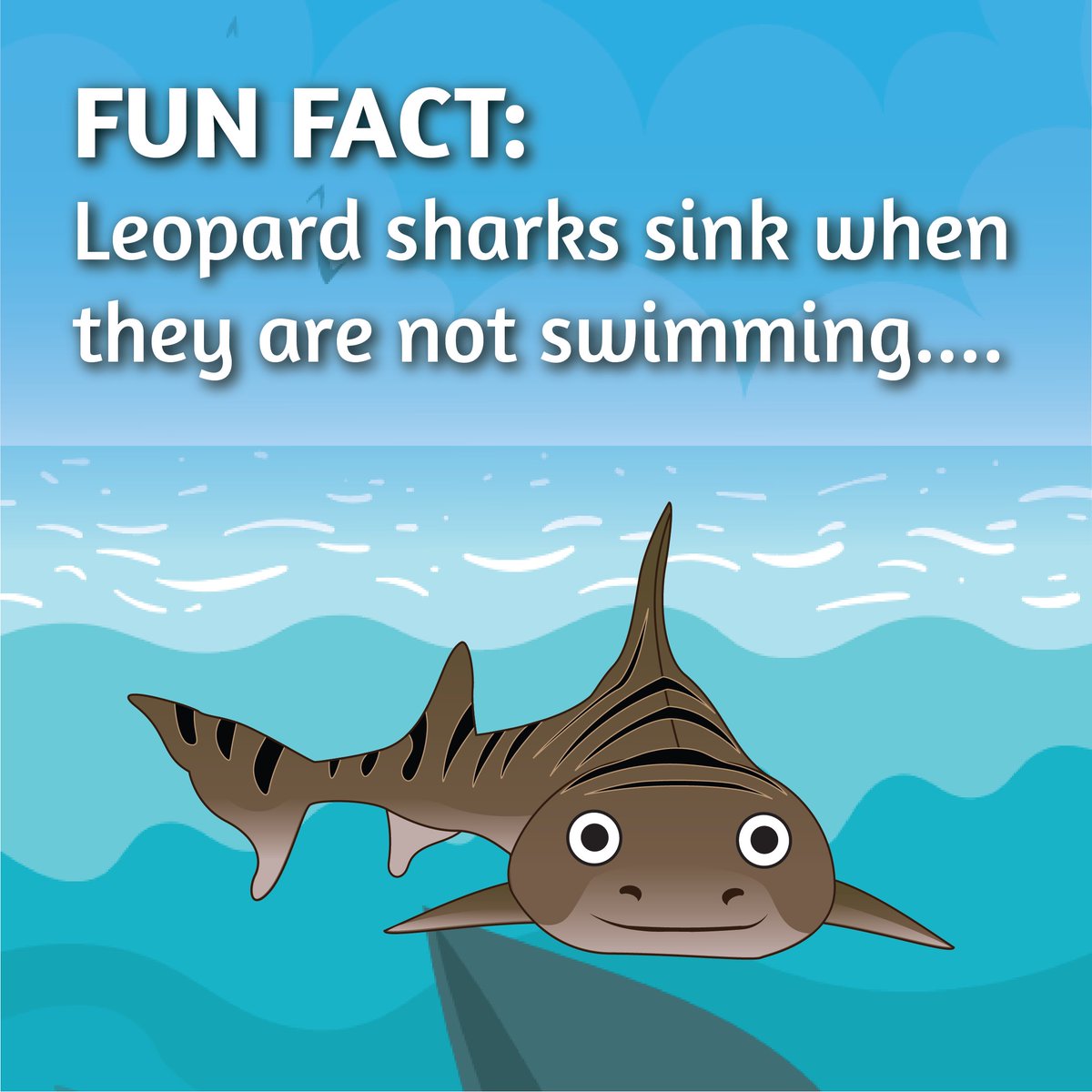 infiniteevogame's tweet photo. Talk about #justkeepswimming lol. 😅 And all because they lack a swim bladder! For more #funfacts about #leopardsharks, check out @sandiegozoo here 🦈👉 https://t.co/WKIwAen4hv https://t.co/JiAk25V5Vn