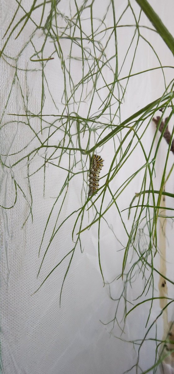 FSD_Ms_Carroll's tweet photo. We're so excited to have these additions to the classroom. We even have a chrysalis already! Thank you so much @FsdGarden ! https://t.co/eYJ9yRd0S4