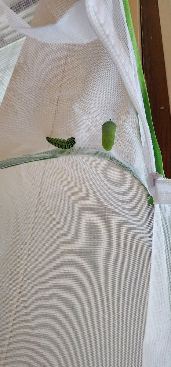FSD_Ms_Carroll's tweet photo. We're so excited to have these additions to the classroom. We even have a chrysalis already! Thank you so much @FsdGarden ! https://t.co/eYJ9yRd0S4