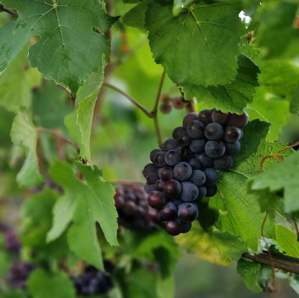weingut_richter's tweet photo. Lese Tag 4: Heute war  #spätburgunder für #blancdenoirs dran.
#vintage2022 #feitigrichter #weingutrichter #siebeldingen #pinotnoir https://t.co/4fJjlVdz6Y