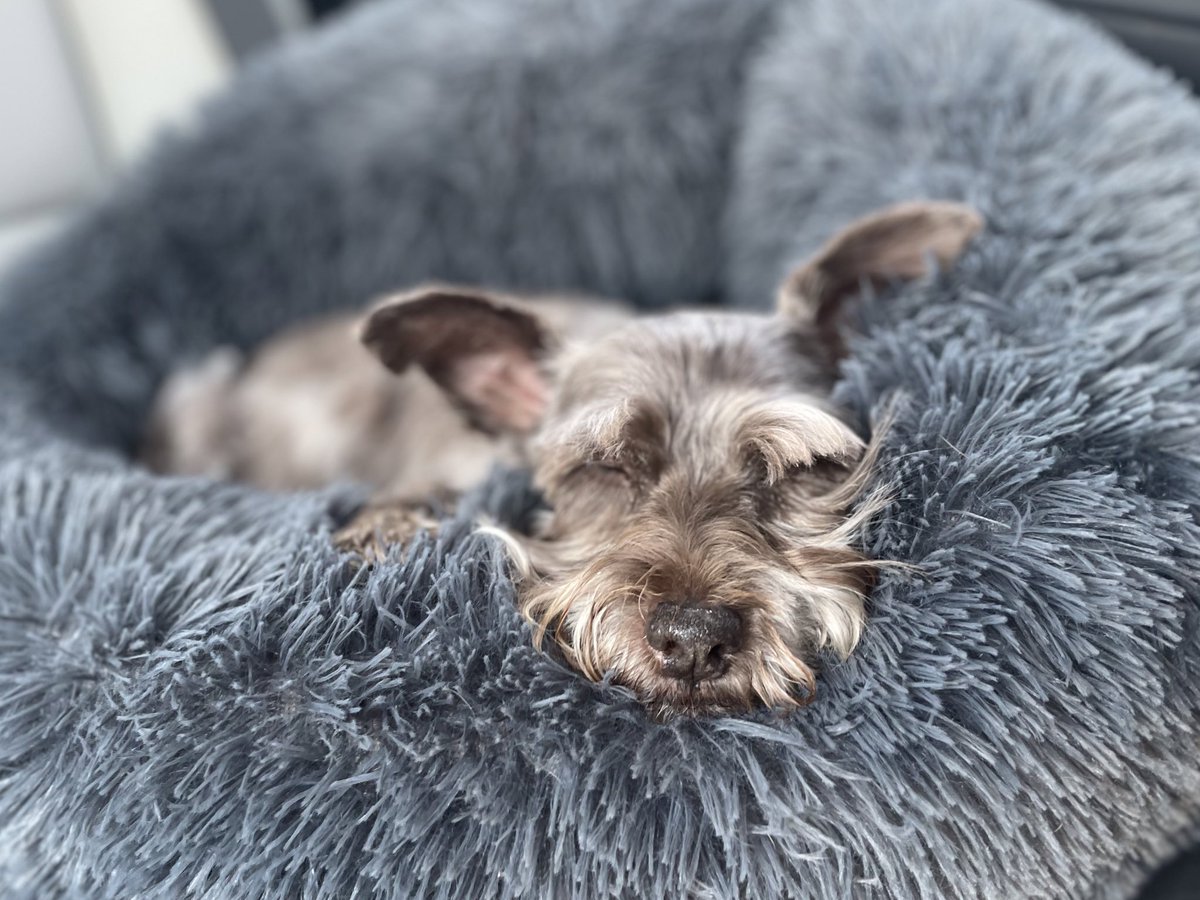 Snoozin’ so hard that I’m making little snoring sounds! #SchnauzerGang