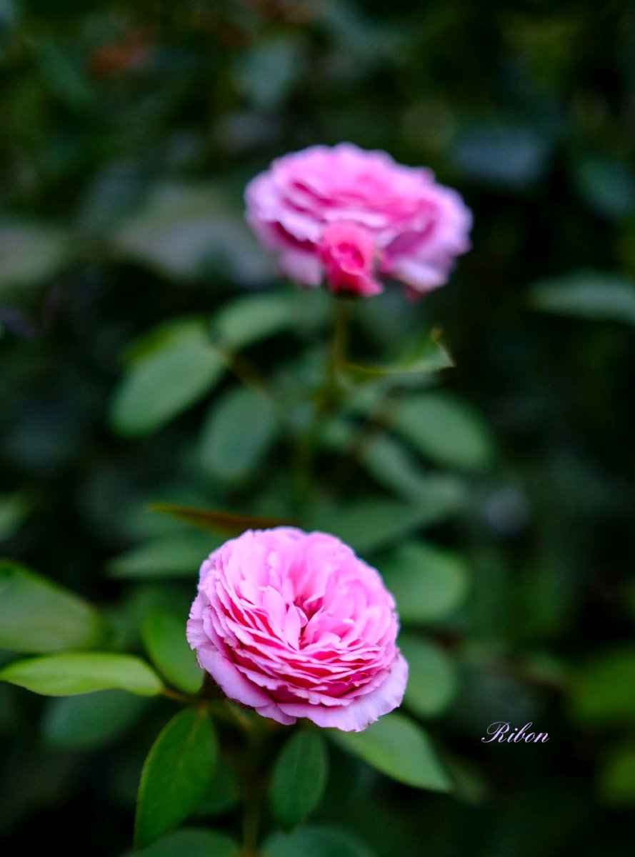ribon157's tweet photo. 天使の溜息 https://t.co/HtLb0DS1Op