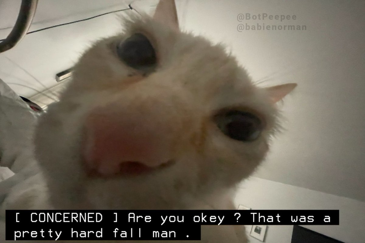 kitty captions! 🧡 tweet media