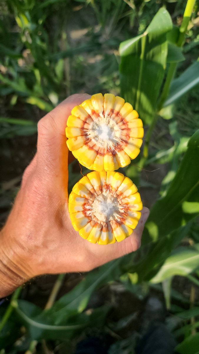 Jordan Wallace tweet media