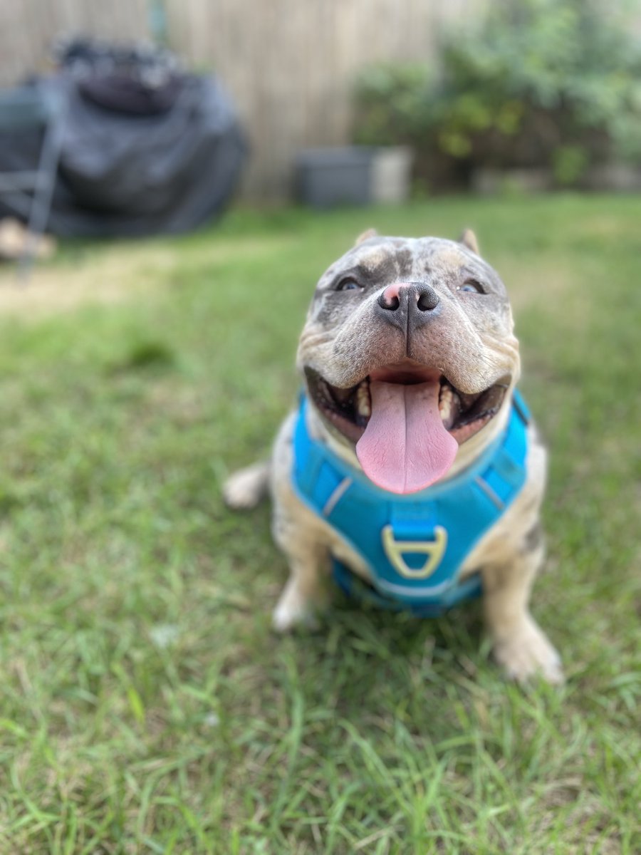 ROLLINYEETS's tweet photo. I want y’all to meet Zeus ⚡️🐾 https://t.co/67sCiyovY2