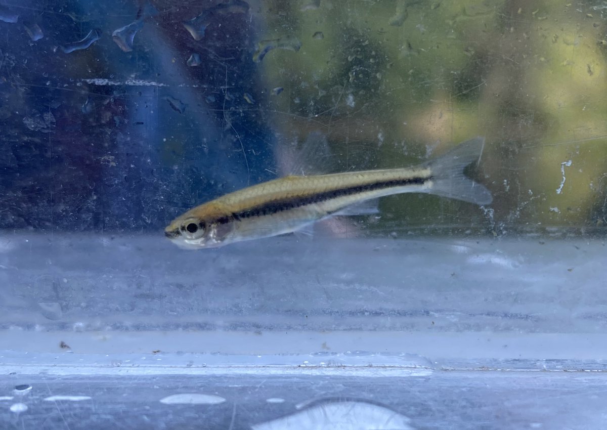 VeronicaGroves7's tweet photo. First day of #FallFieldWork with @JessicaReemeyer &amp; our first #SAR sighting! The #PugnoseShiner is listed as Threatened &amp; is one study species in the first chapter of my PhD @BioMcGill Interested in impacts of #MultipleStressors ? Stay tuned! 🐟 https://t.co/ZkHIp9Uulk