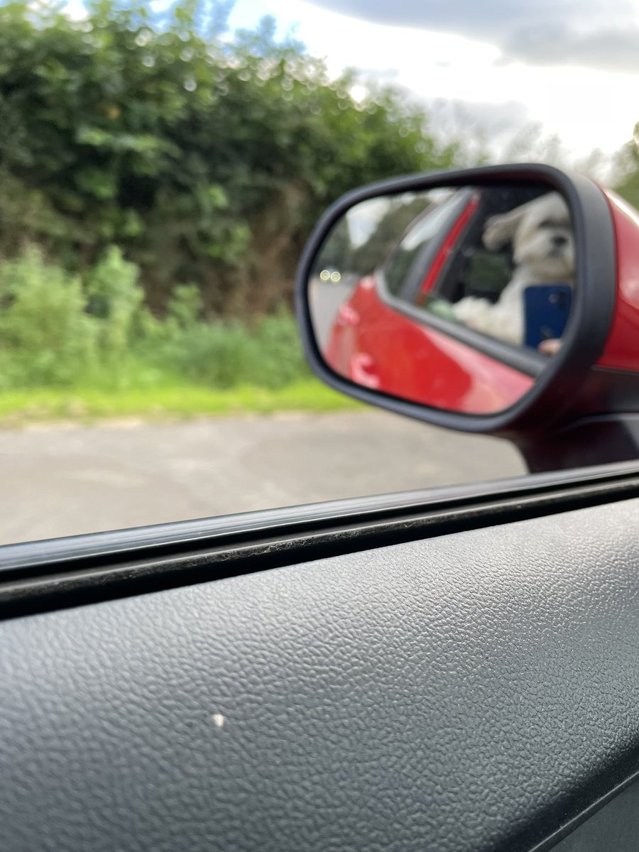 dsulterr's tweet photo. Just my dog taking a selfie x https://t.co/5eecYDaPmZ