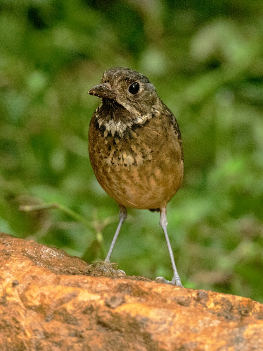 birdwatchingcol's tweet photo. They say I am a walking ball,🥹 so I move very stealthily, I am the dorsiescamado tororoi and you can see me feeding and jumping in the humid lowland forests along the mountains of the Andes.
✈ Check our set departure https://t.co/a64oSv44VF #TweetWatching #BirdWatching https://t.co/YNha0U1ThN
