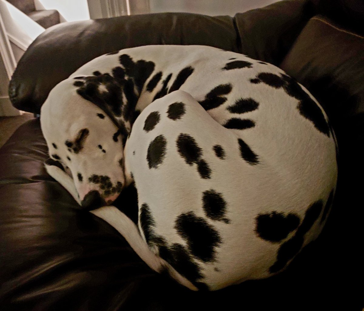 Night night chums..🐶..
#DogsofTwittter #DogsOnTwitter #DogsAreFamily #dalmatian ❤️