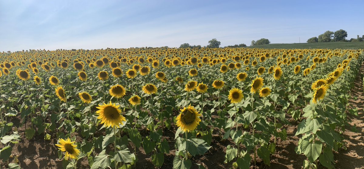 CarlFolsom's tweet photo. Once again, if you have to visit a prison on a Friday afternoon— it’s nice when you can stop and see some sunflowers on the way home. #GrinterFarm https://t.co/OctF5OJvhm