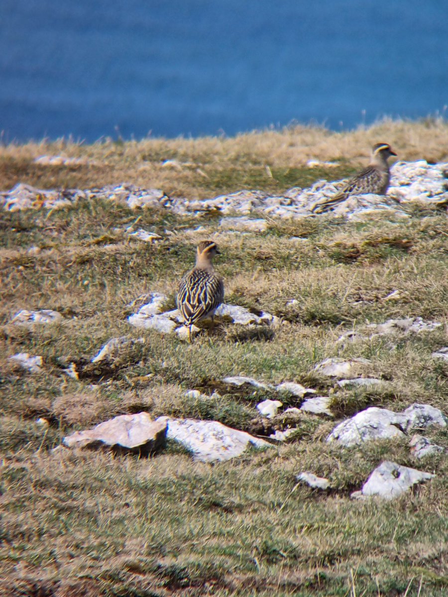 _steve_g81's tweet photo. My first ever Dotterel on the Great Orme today, thanks to @birdsandbike for the precise coordinates 👍🏻
#GreatOrme #NorthWales #birding #Dotterel https://t.co/buMVbxDcLu