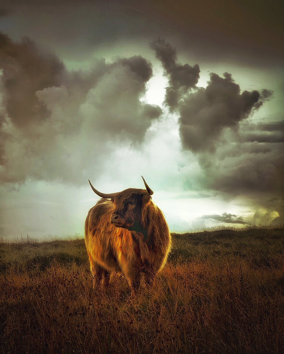LlionClwyd's tweet photo. Storm chasing across the Denbigh moors and came face to face with this beautiful beast.
#wales #cymru #northwales #stormchasing #walesonline #farming #bbcwales #landscapephotography #beast #beautifuldestinations #BeastSecondLook https://t.co/bHZN3PUEyl