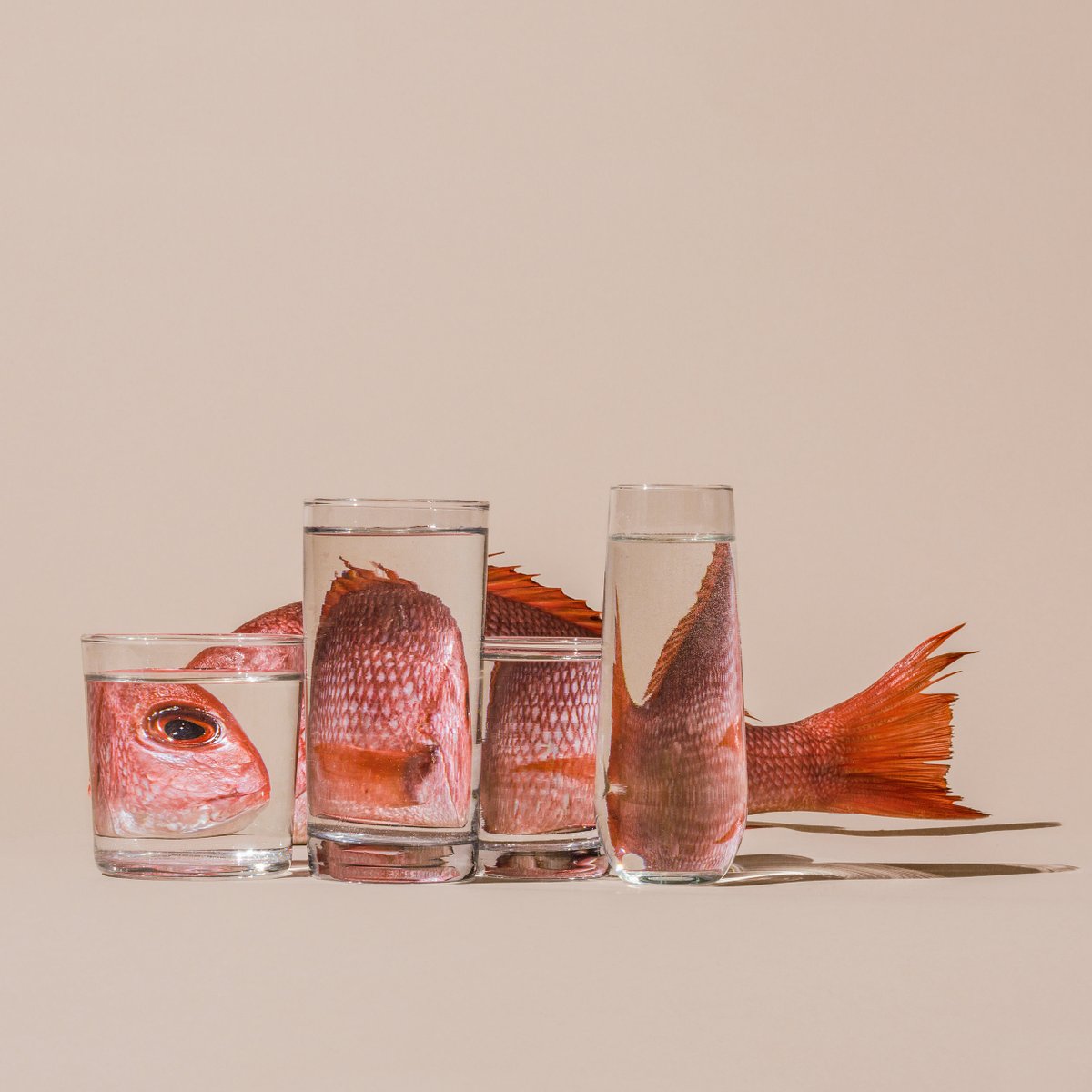 suzannesaroff's tweet photo. Excited that my photograph Perspective FISH is available as an NFT. This is one of my favorite photos that I've taken.  It's about self reflection. 

https://t.co/bM3m1lJfQZ https://t.co/6mK2EX0iWg