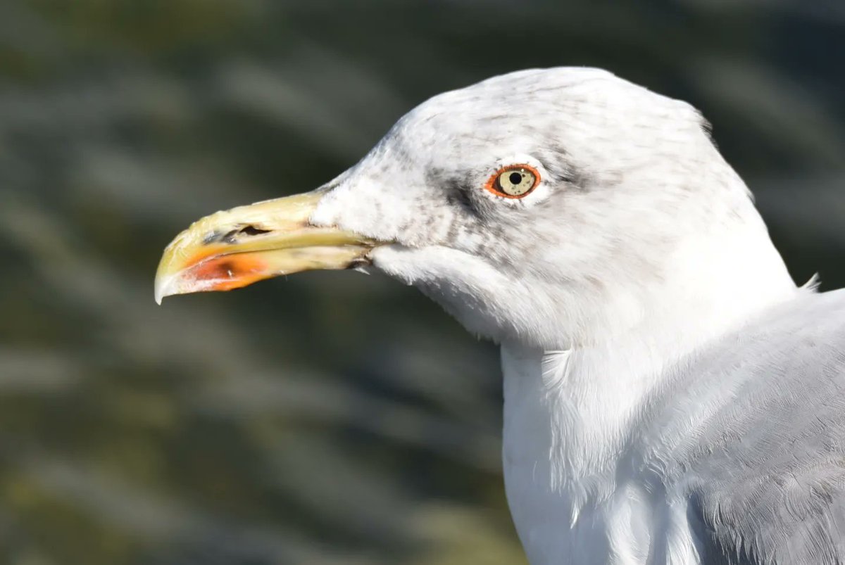 DavidPittet245's tweet photo. Magnifique regard 🤩

#Nikond5600 https://t.co/Wfsk21HgQQ