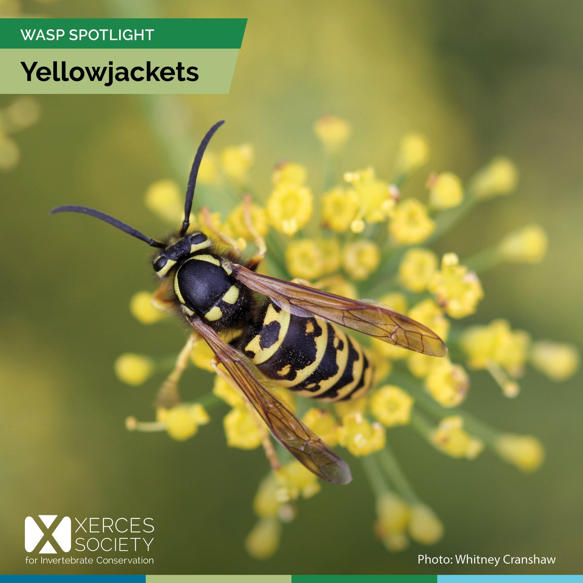 The Xerces Society tweet media