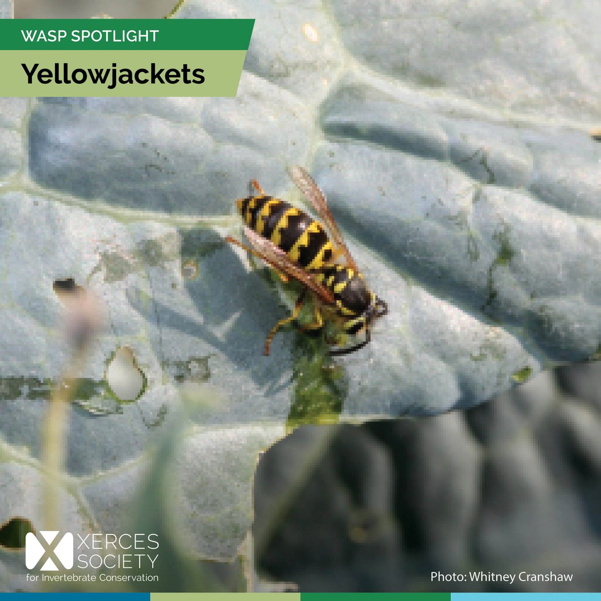 The Xerces Society tweet media