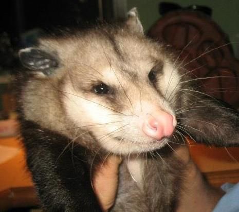 Possum_Chan's tweet photo. *squeezes you like this* https://t.co/FmhbkEajd8