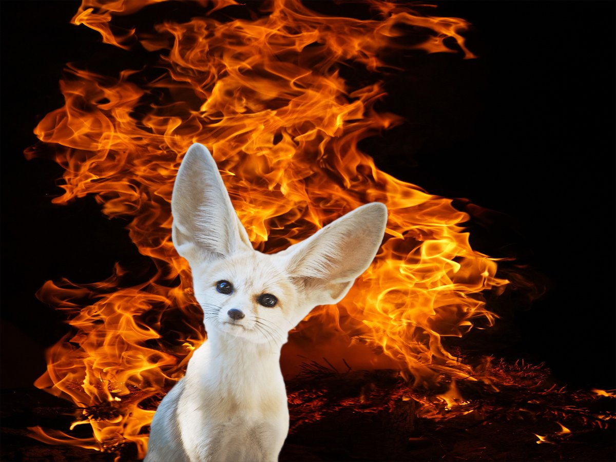 Willowfoxxo tweet picture
