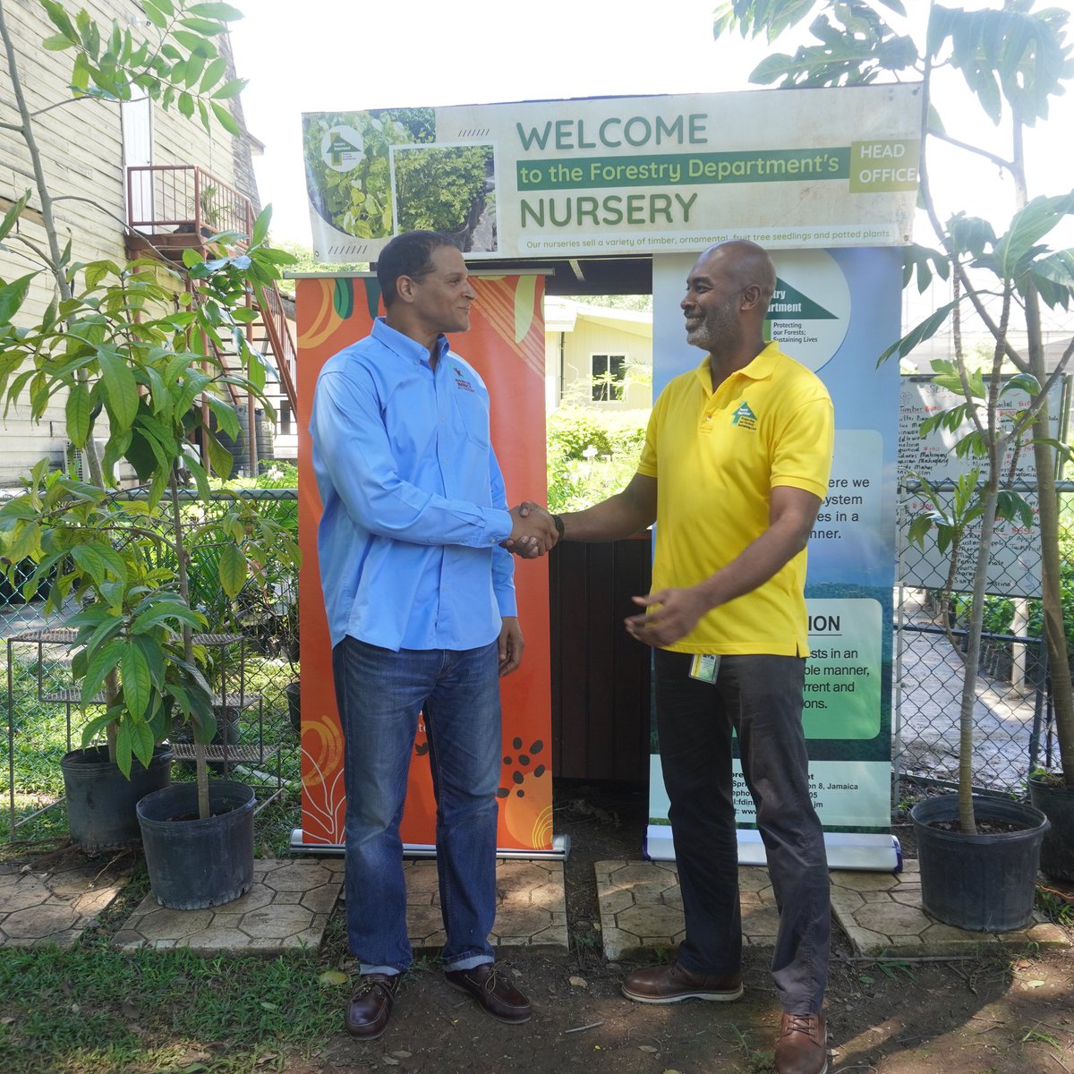 ForestryDeptJa's tweet photo. Today the Making An Impact All-Together Foundation donated 100 fruit trees to help boost food security in forest-dependent communities.

We applaud @ImpactedByMaia for this generous donation which will also contribute to the National Tree Planting Initiative. https://t.co/xD6EdzTkDA