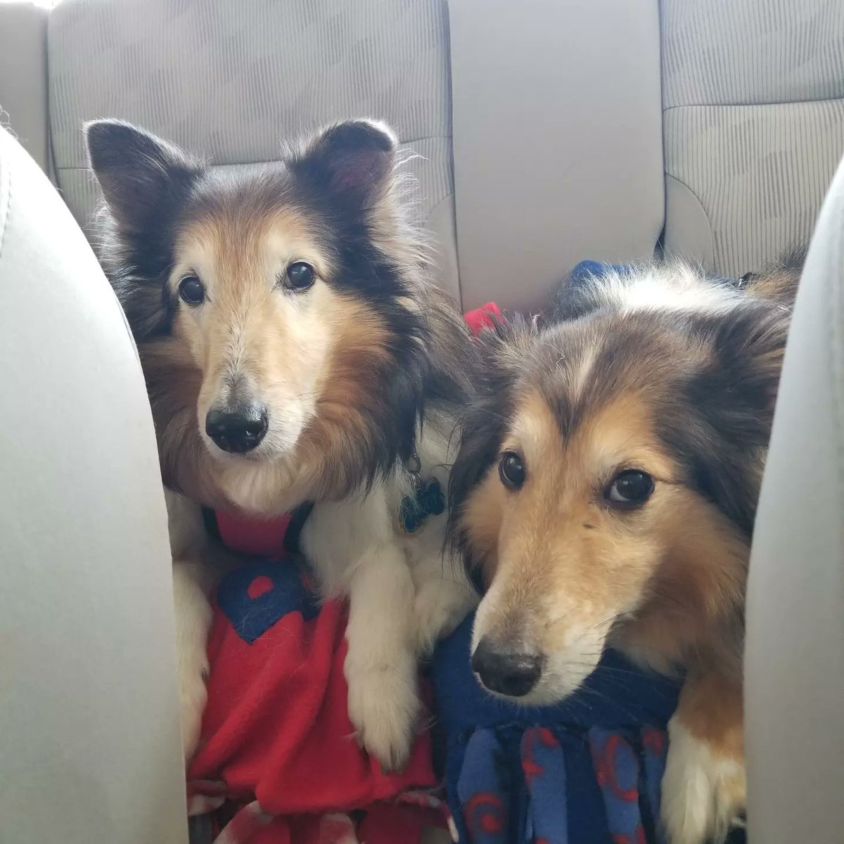 Almosthomeohio's tweet photo. #AHDRO is on the road to Indiana for Woofstock '22! Can't wait to see everybody at the Field of Dreams!

#AlmostHomeOhio #RescueDogs #RescueShelties #Shelties #ShetlandSheepdog #Woofstock https://t.co/YLtzdpsopF