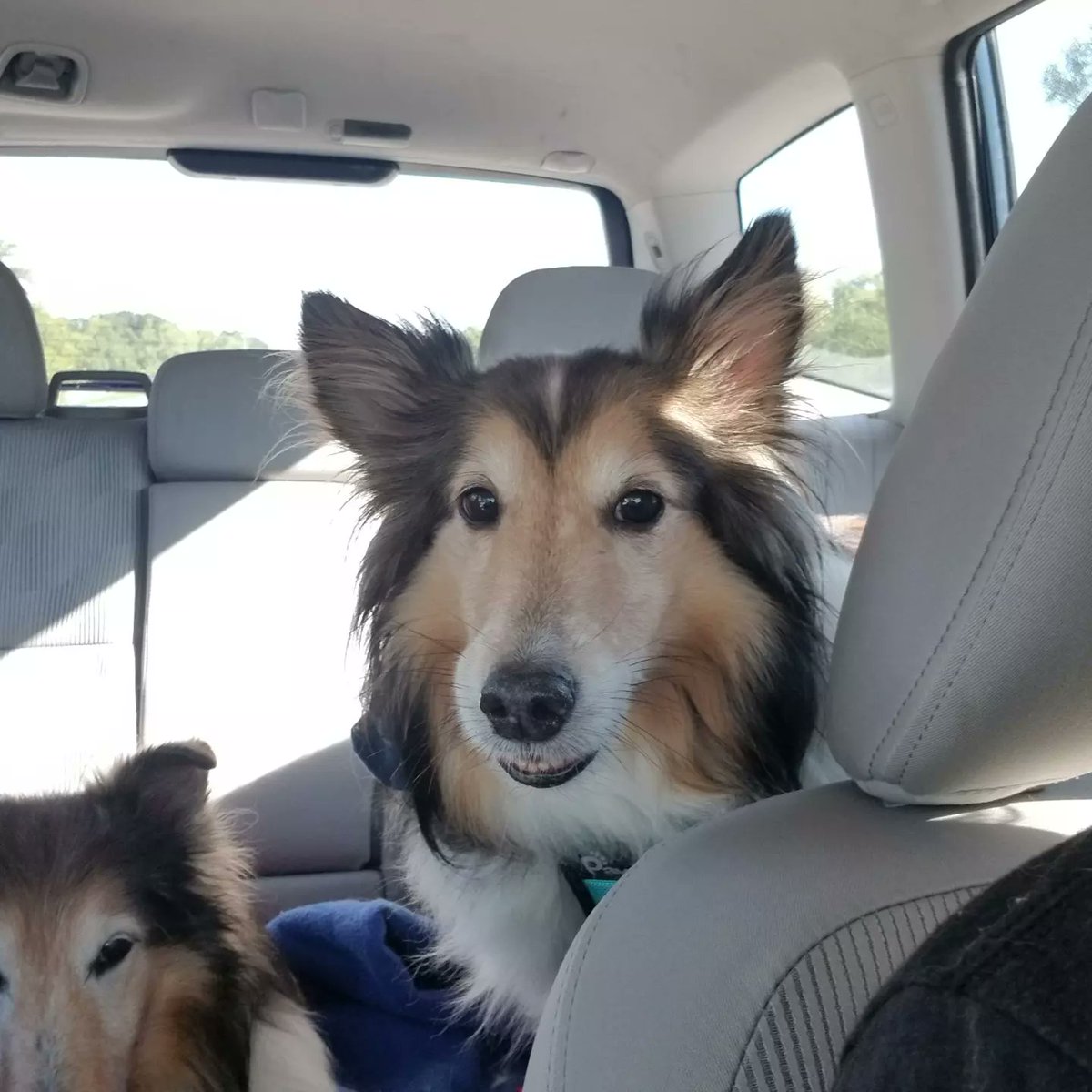 Almosthomeohio's tweet photo. #AHDRO is on the road to Indiana for Woofstock '22! Can't wait to see everybody at the Field of Dreams!

#AlmostHomeOhio #RescueDogs #RescueShelties #Shelties #ShetlandSheepdog #Woofstock https://t.co/YLtzdpsopF
