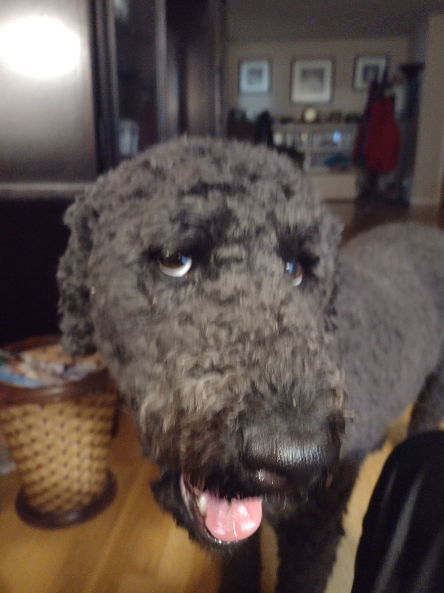 RealGarlic29's tweet image. 