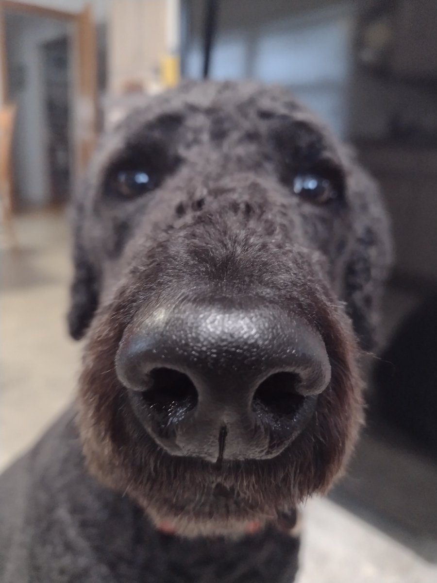 RealGarlic29's tweet image. 