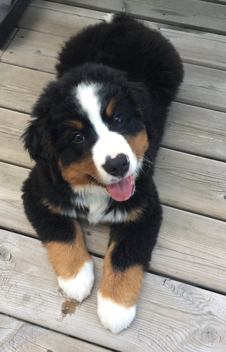 bunsenbernerbmd's tweet photo. You made it to the weekend:
Here is a puppy.
Pass it on. https://t.co/j8RGyTA5hs