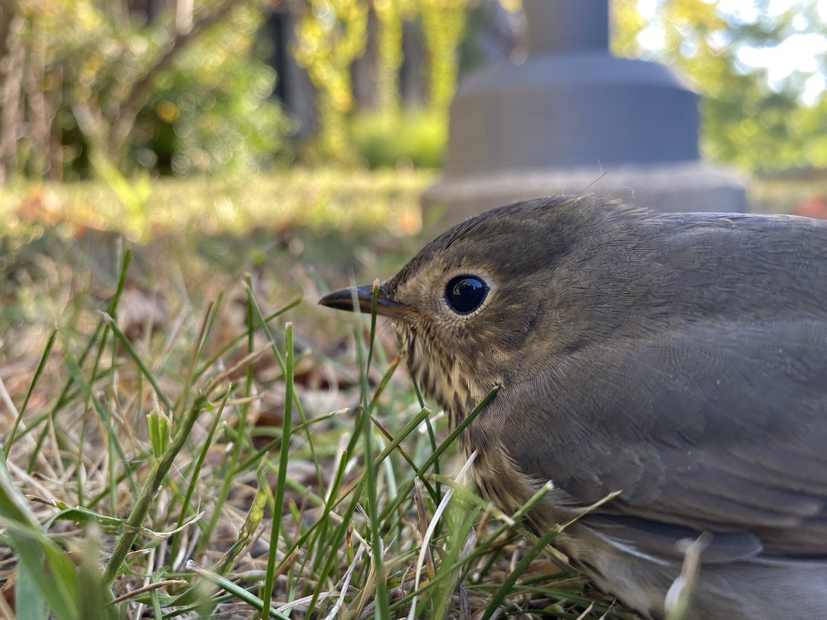 labOutdoors's tweet photo. Migration is dangerous business…luckily this Swainson’s Thrush recovered from striking the windows on 59th street and was able to recover and fly away after many Lower Schoolers got to learn about the journey it is on. https://t.co/8hKP8FqCK8