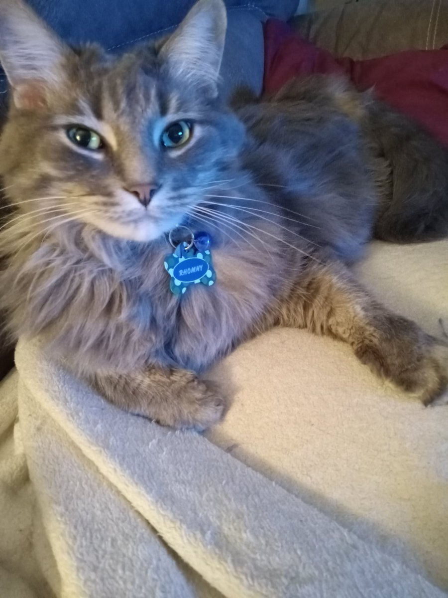 jorileighmom's tweet photo. @TidyTops This man is obsessed with me! ๐พโค๏ธ๐ #mancat #handsomecatclub https://t.co/urAFKjfdml