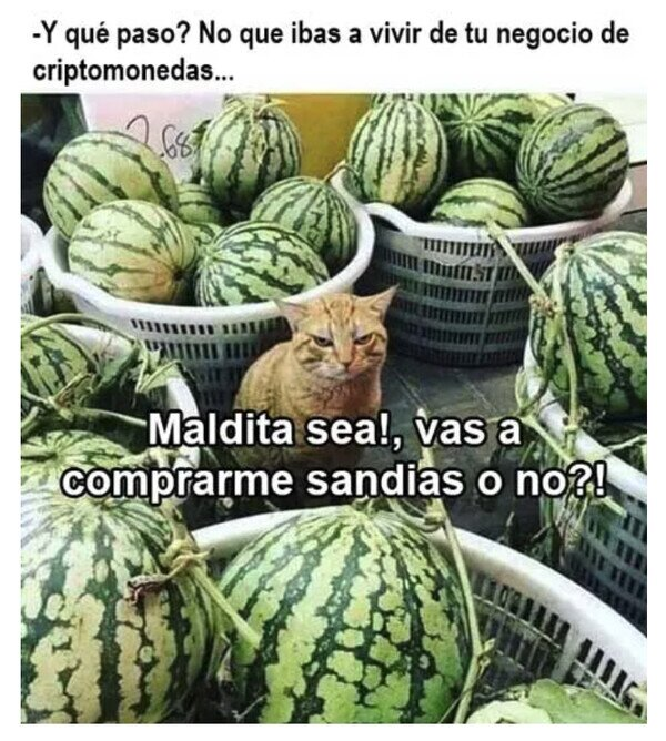 ArseInvestments's tweet photo. Típica reunión con un amigo que hace tiempo que no ves #555CATS @KittyCatsSOL https://t.co/mYgffWTLyB