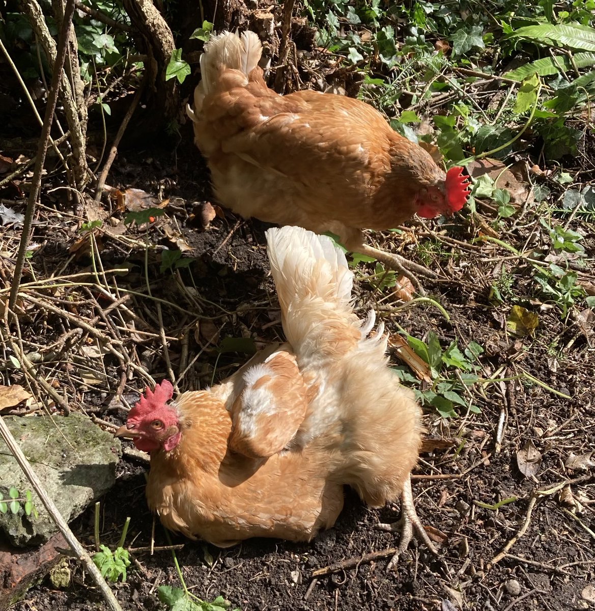 I would like to thank Rob ⁦<a href="/MalkierTalks/">Malkier Talks</a>⁩ &amp; ⁦<a href="/MalkieriCon/">MalkieriCon</a>⁩ team for your amazing support for ⁦<a href="/ChickenRescueUK/">ChickenRescueUK</a>⁩ &amp; ⁦<a href="/FSFH_Official/">Fresh Start For Hens - Official</a>⁩. Every pound you raise will be saving lives &amp; amongst other things, enabling this - sunbathing! Thank you SO much. #HenNews