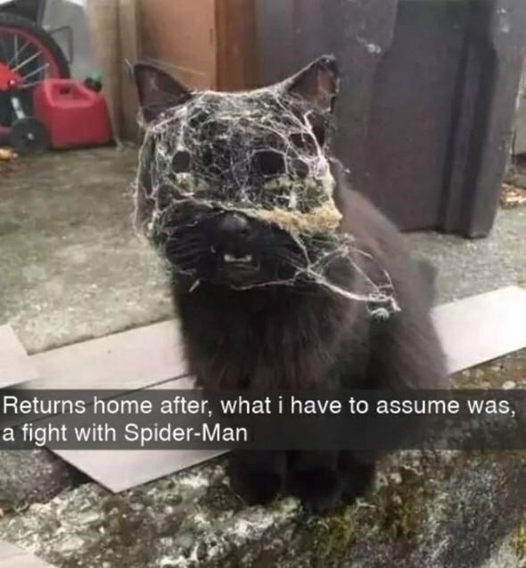 WholesomeMemes (@wholesomememe) on Twitter photo 