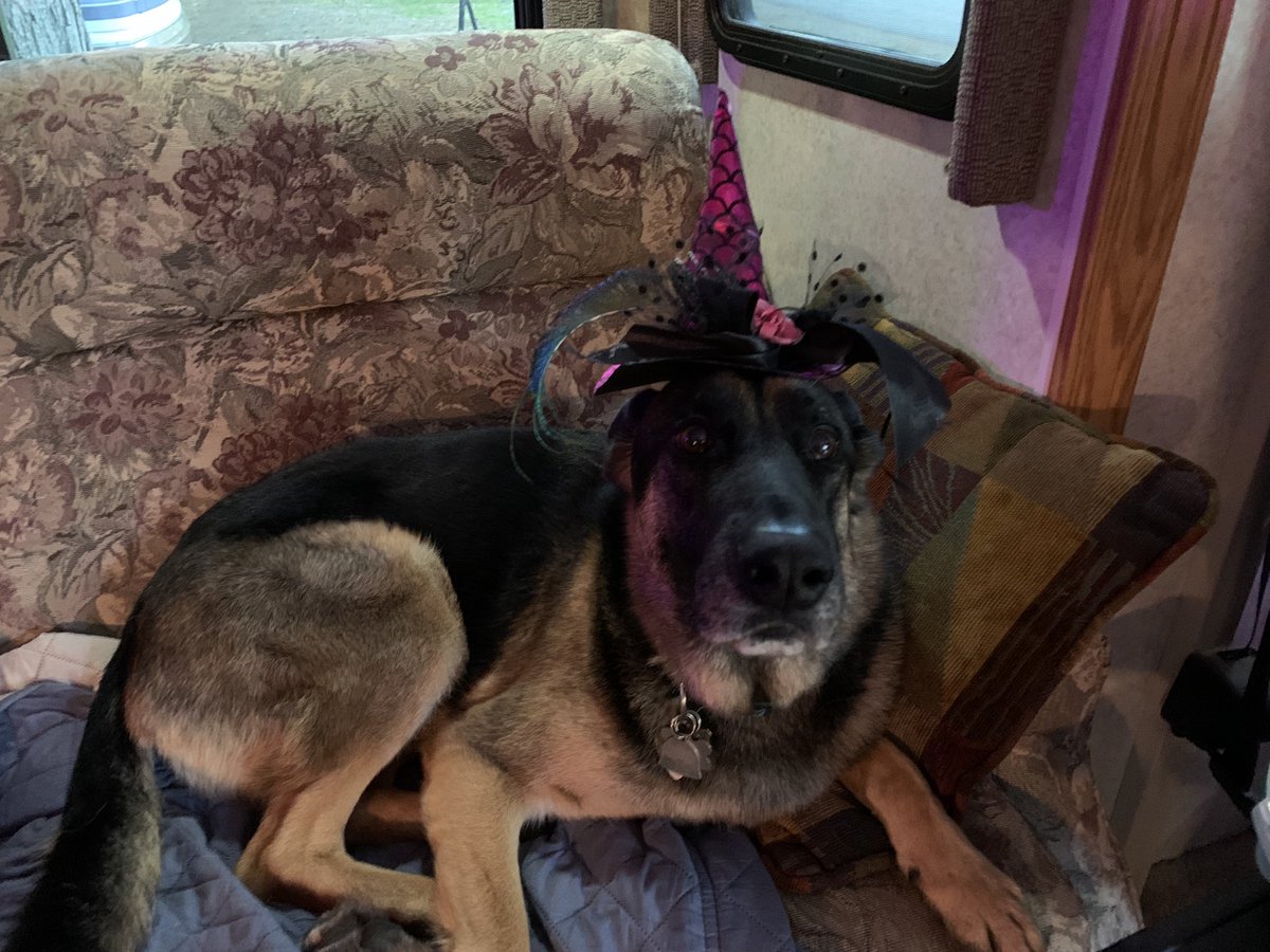 Papa D decided to try my hat again.  UGH!!  #gsd #GermanShepherd #Halloween #witchhat