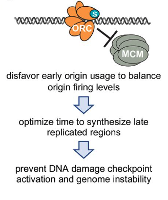 yeastgenome's tweet photo. 🌟New SGD blog post! 🌟 Regan-Mochrie et al reveal key role of #sumoylation in regulating #genome #replication - hypersumoylation interferes with MCM loading, hyposumoylation allows increased origin firing https://t.co/5VQqJ3crqk @GenesDev #yeast https://t.co/86wKK9vSvg
