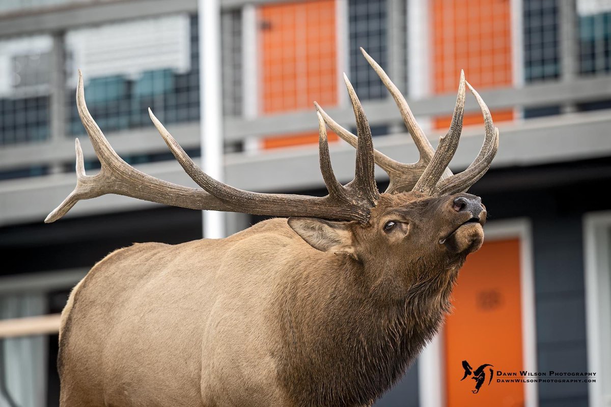 DawnWilsonPhoto's tweet photo. Guest Relations…How may I help you?

#visitcolorado #coloradolife #elk #rmef #wildlifephotography #wildlife #BBCWildlifePOTD #estespark #visitestespark #outtherecolorado #colorado #coloradowildlife #denvernow #outdoorlife https://t.co/ZuGrTjpfL2