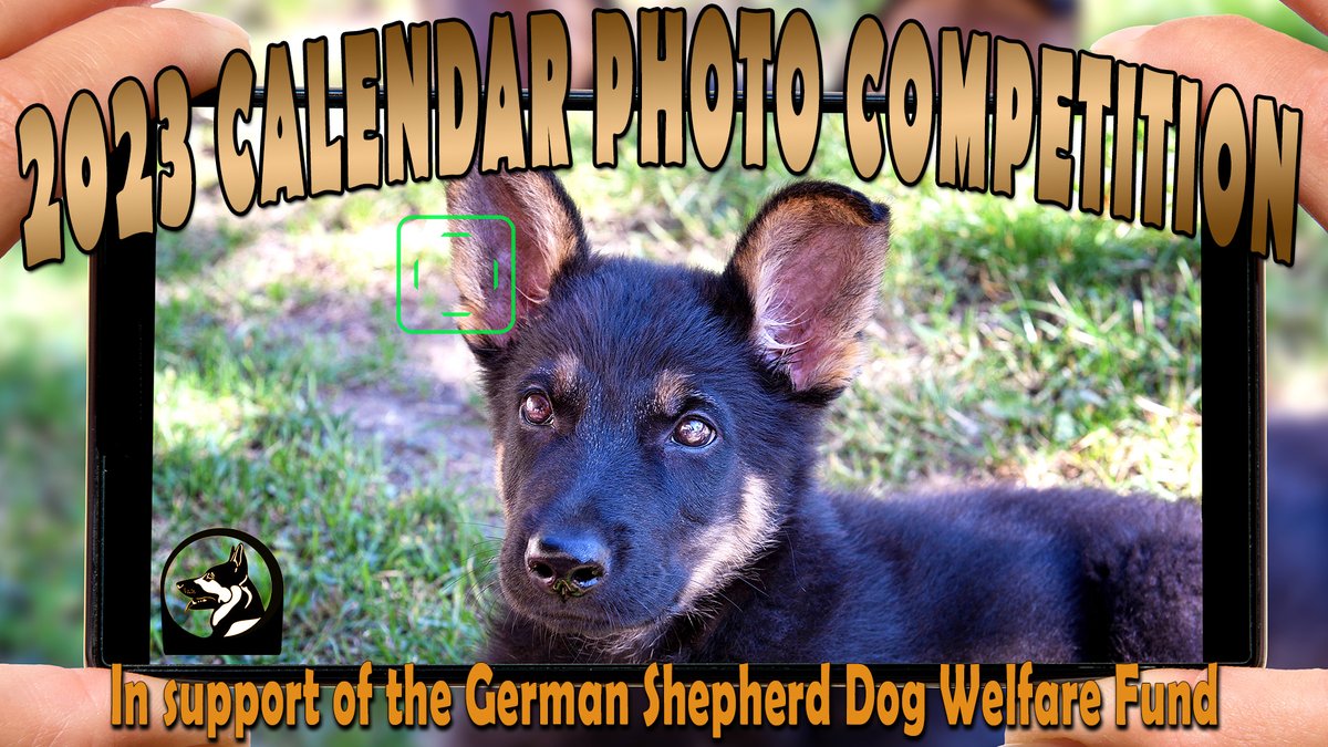 gsdwelfare's tweet photo. Have you picked your photos yet? Or set up your photo shoot? Are you looking for inspiration?

There's only a few short weeks to get those entries in!

https://t.co/3FZBfxd8Z1

Please like and share so we receive loads of amazing entries! https://t.co/QggCWFOhOh