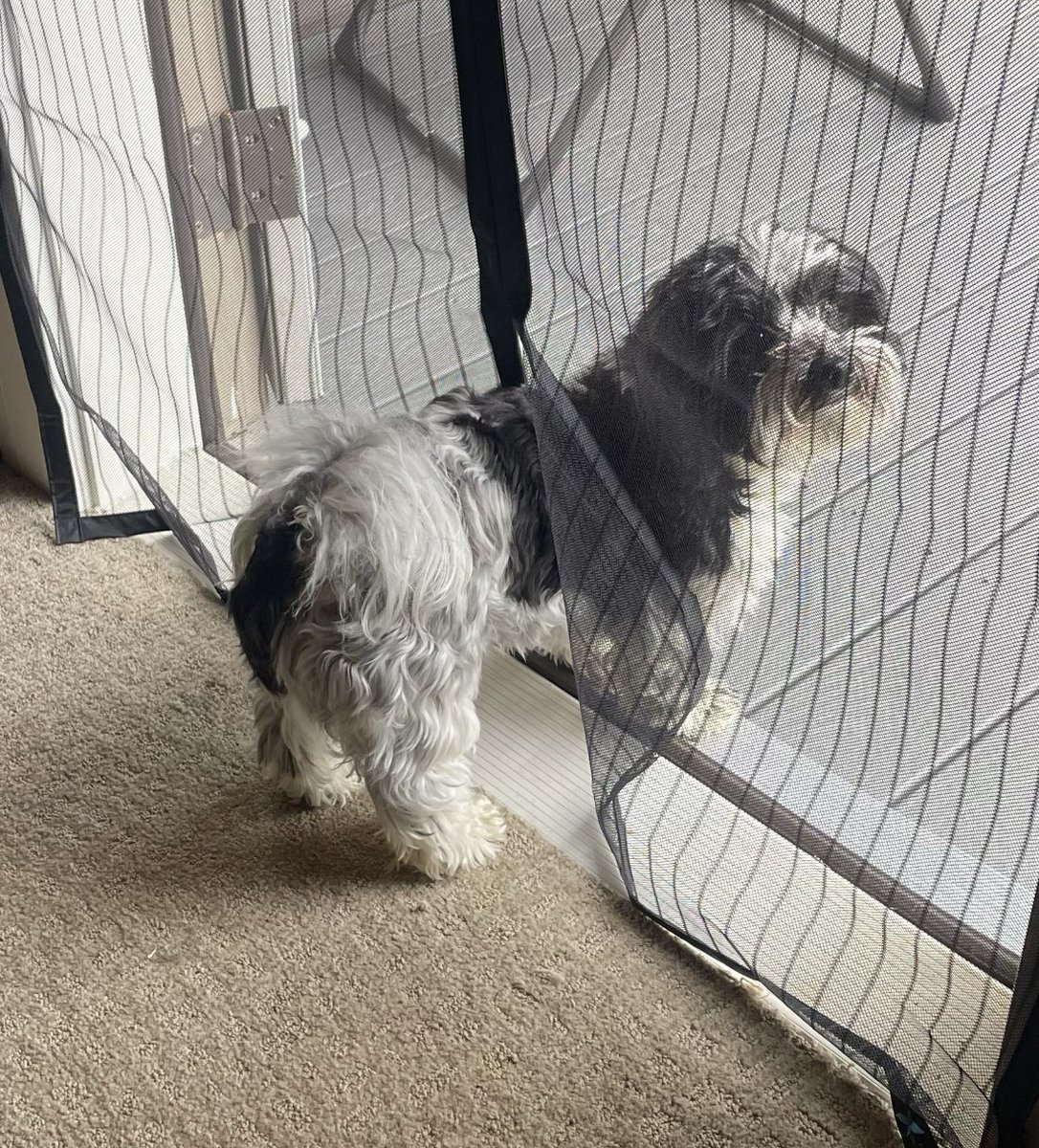 QuantumPups's tweet photo. 50% in, 50% out, 100% cute tush. https://t.co/OVFAbND4s2