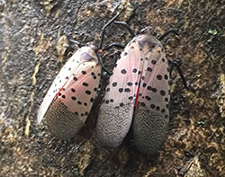 CornellIPM's tweet photo. Spotted lanternfly have been confirmed in Buffalo https://t.co/sVwtpyPGRU. @NYSIPM joins @nyagandmarkets in asking all Western, Central, Upstate and Finger Lakes residents to report sightings immediately at https://t.co/uNMtFcvHGx

@CornellAgriTech @SmallFarmsProg @CornellCALS https://t.co/lXJsuFRATB