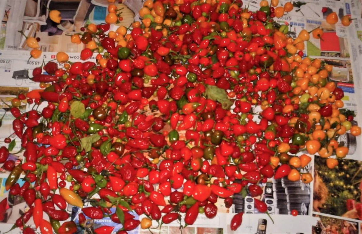 PrensaUNAL's tweet photo. AgenciaUNAL| Picante pero productivo: ají habanero 🌶️ , alternativa más resistente a las sequías 🌞 y al ataque de plagas.
Léelo aquí: 👉https://t.co/0RqjeBmW1I
#SomoscienciaUNAL |#SomosAgro| #Ciencia |#Ajíhabanero |#CEUNP|@PalmiraUNAL https://t.co/qi3X7l8irj