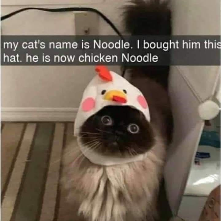 WholesomeMeme's tweet photo. https://t.co/l6C3mOCLuR