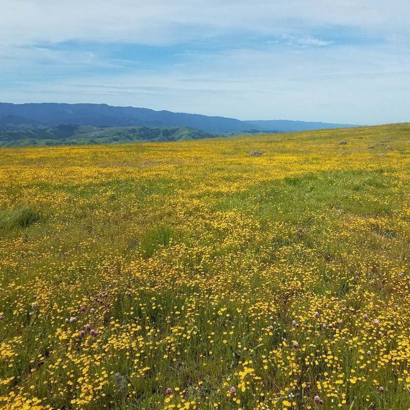 MidpenOpenSpace's tweet photo. Although serpentine soils only make up 1% of California’s land surface, where they do occur, “serpentine syndrome” makes a striking impact on the landscape. Serpentine plant communities usually differ drastically from nearby non-serpentine soil areas #CABiodiversityWeek https://t.co/FVlltiEw8S