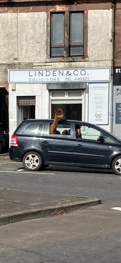 Well4243David's tweet image. Just another day in Coatbridge 🤔🦙