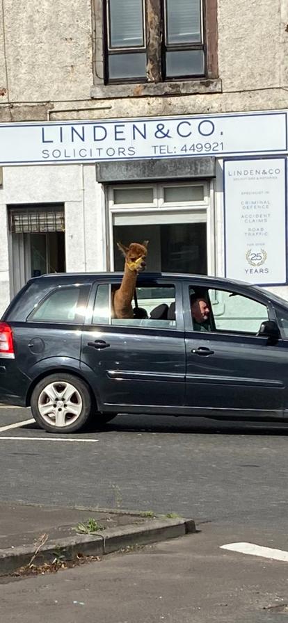 Well4243David's tweet image. Just another day in Coatbridge 🤔🦙
