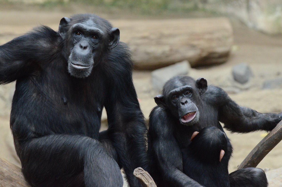 Christopher Krupenye (@chriskrupenye) on Twitter photo šØ Job alert: We will be recruiting multiple postdocs for this project.
One postdoc, based at <a href="/JohnsHopkins/">Johns Hopkins University</a>, will pursue experimental studies of individual and collective decision-making in captive chimpanzees, with a focus on logical reasoning. Please email me ASAP... šØ Job alert: We will be recruiting multiple postdocs for this project.
One postdoc, based at <a href="/JohnsHopkins/">Johns Hopkins University</a>, will pursue experimental studies of individual and collective decision-making in captive chimpanzees, with a focus on logical reasoning. Please email me ASAP...